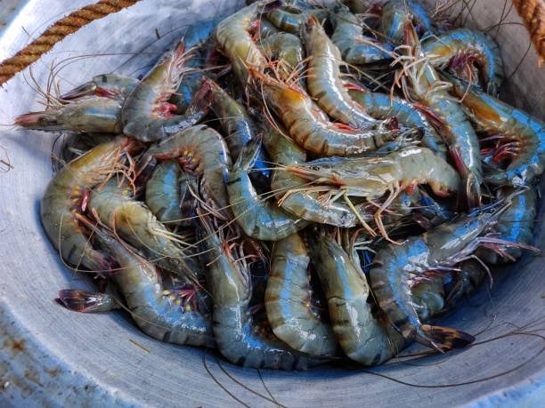 Prawns